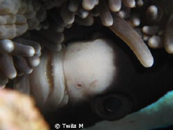 Canon Ixus 980 IS w/macro lens
Anemonefish, Lembeh, Rubb... by Twila M 